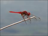 2007-07-25_Vuurlibel_2_-_Spaanse Pyreneeen